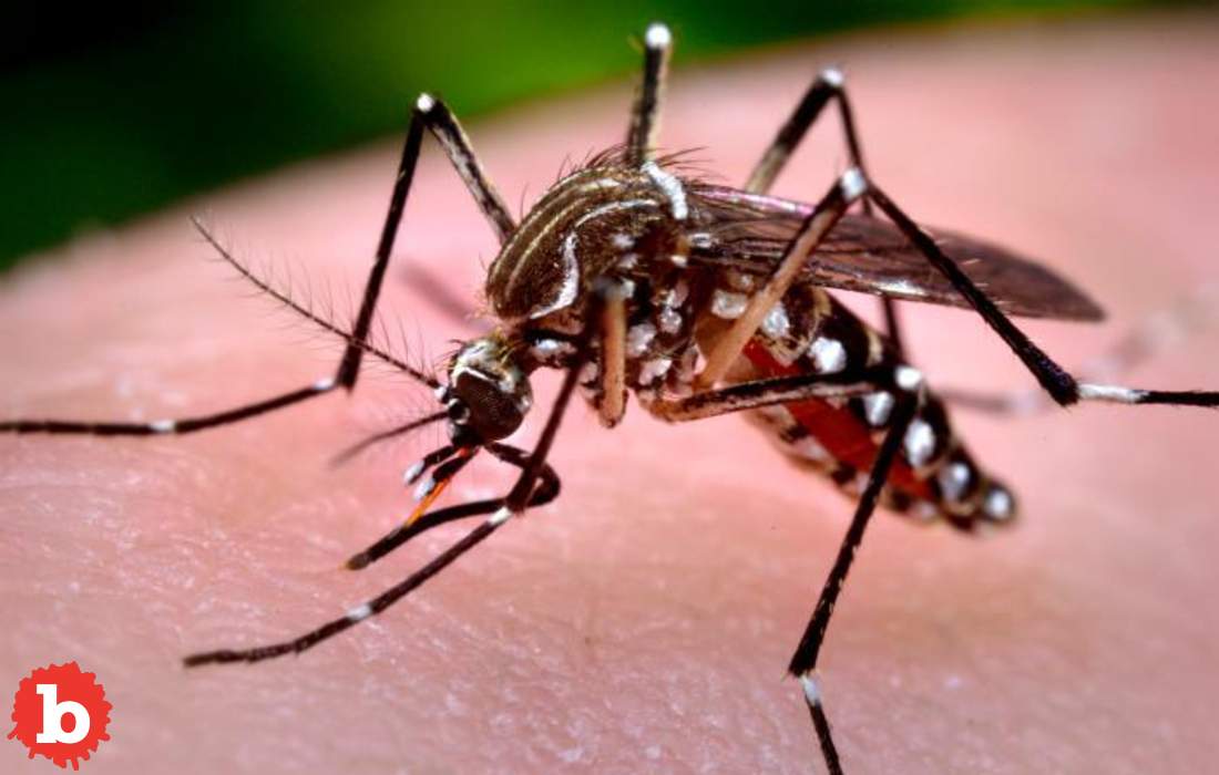 US Travelers Warned of Uncurable Mosquito Virus, Chikungunya