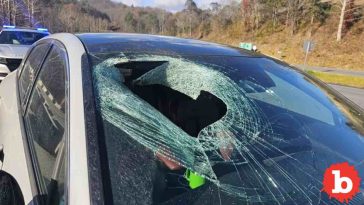 Bald Eagle Drops Dead Cat Thru NC Woman's WIndshield