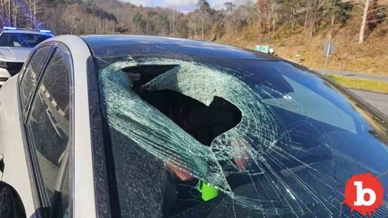 Bald Eagle Drops Dead Cat Thru NC Woman's WIndshield