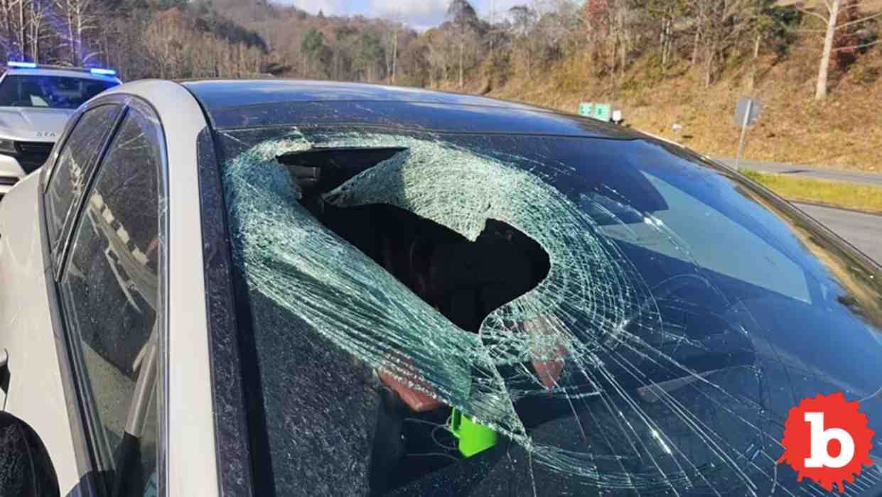 Bald Eagle Drops Dead Cat Thru NC Woman's WIndshield
