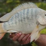 In Brazil, Treating Burns With Tilapia Fish Skin Works Amazingly Well
