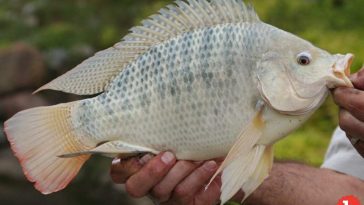 In Brazil, Treating Burns With Tilapia Fish Skin Works Amazingly Well