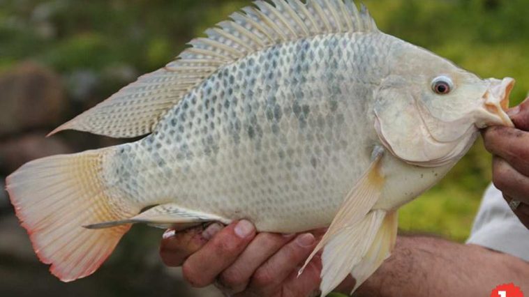 In Brazil, Treating Burns With Tilapia Fish Skin Works Amazingly Well