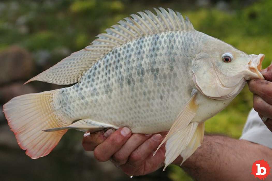 In Brazil, Treating Burns With Tilapia Fish Skin Works Amazingly Well