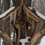 It's So Cold That Trees Could Literally Explode, "Frost Cracking"