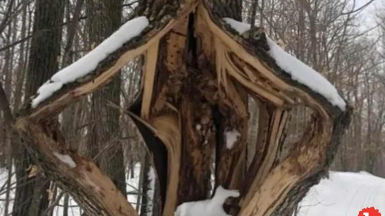 It's So Cold That Trees Could Literally Explode, "Frost Cracking"