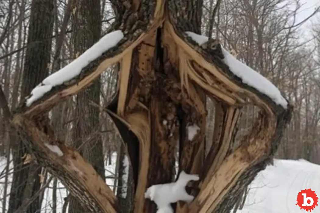 It's So Cold That Trees Could Literally Explode, "Frost Cracking"