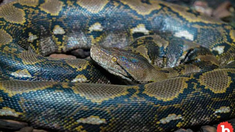 Longest Snake in the World Was Just Found In Indonesia