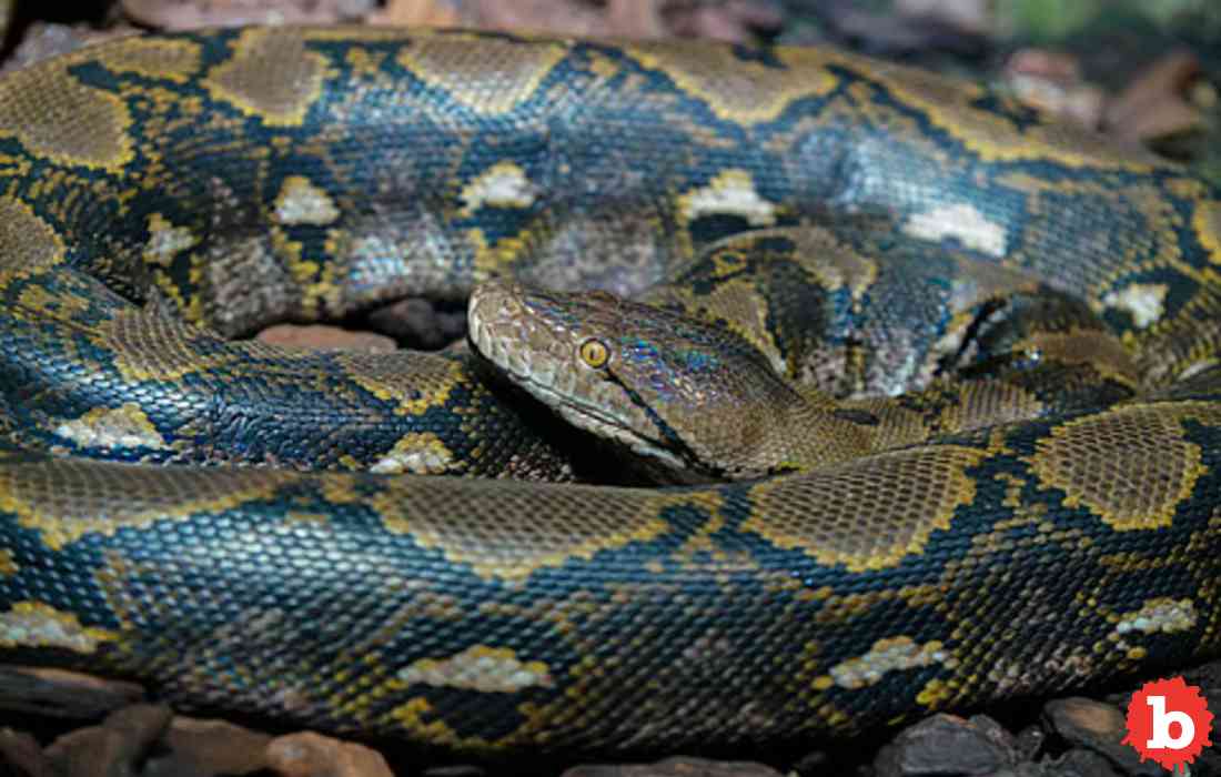 Longest Snake in the World Was Just Found In Indonesia