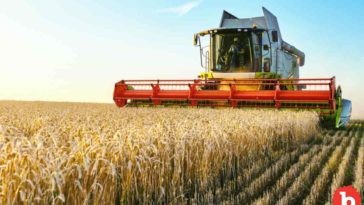 The Difference Between European and American Wheat